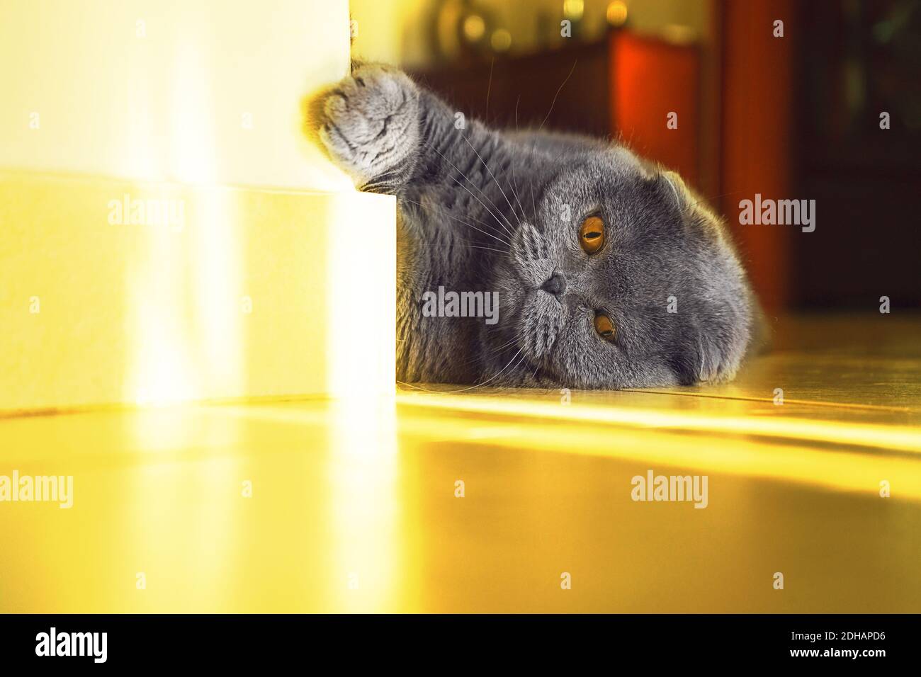Graue britische Rasse Katze liegt auf dem Boden. Scotish Falte Katze in Wohnräumen, grau blaue Farbe. Weichfokus, Nahaufnahme. Stockfoto