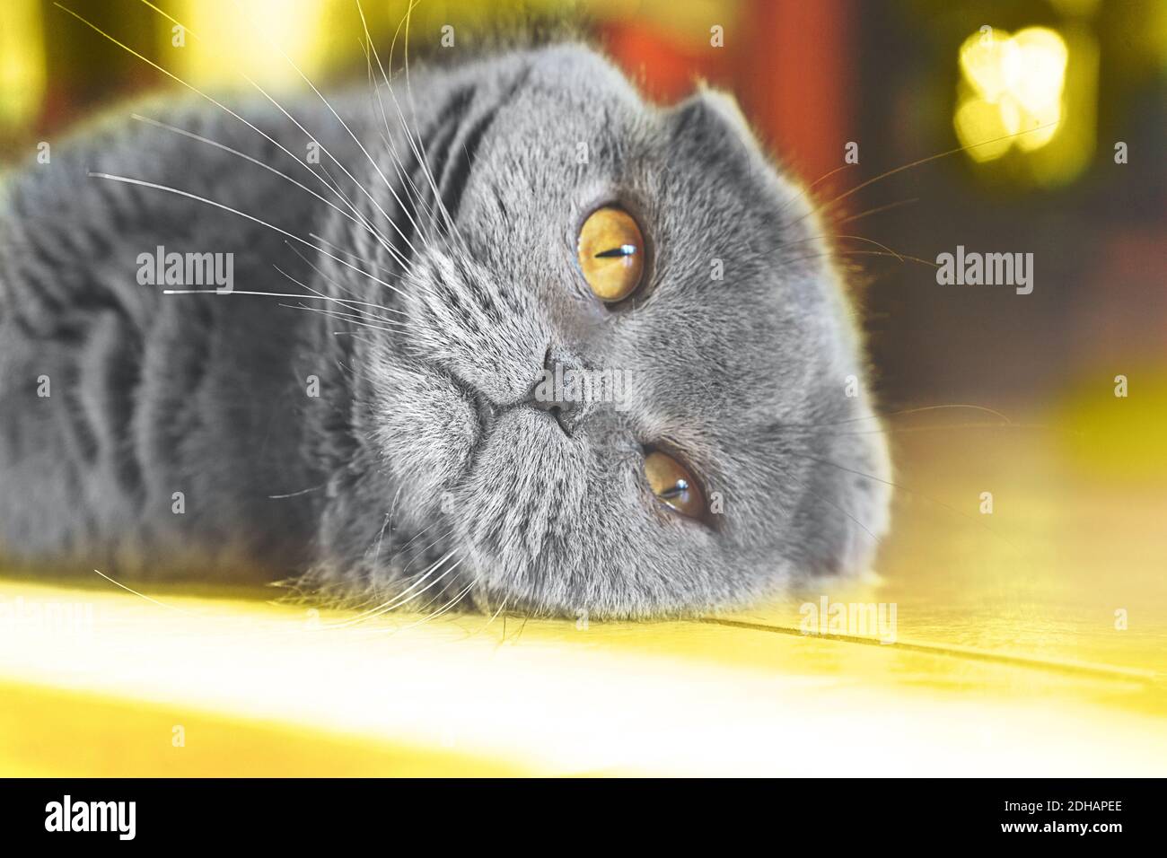 Graue britische Rasse Katze liegt auf dem Boden auf Sonnenlicht. Scotish Falte Katze in Wohnräumen. Konzept der Farbe des Jahres 2021 mit hellen leuchtenden Gelb- und Grautönen. Weichfokus, Nahaufnahme. Stockfoto