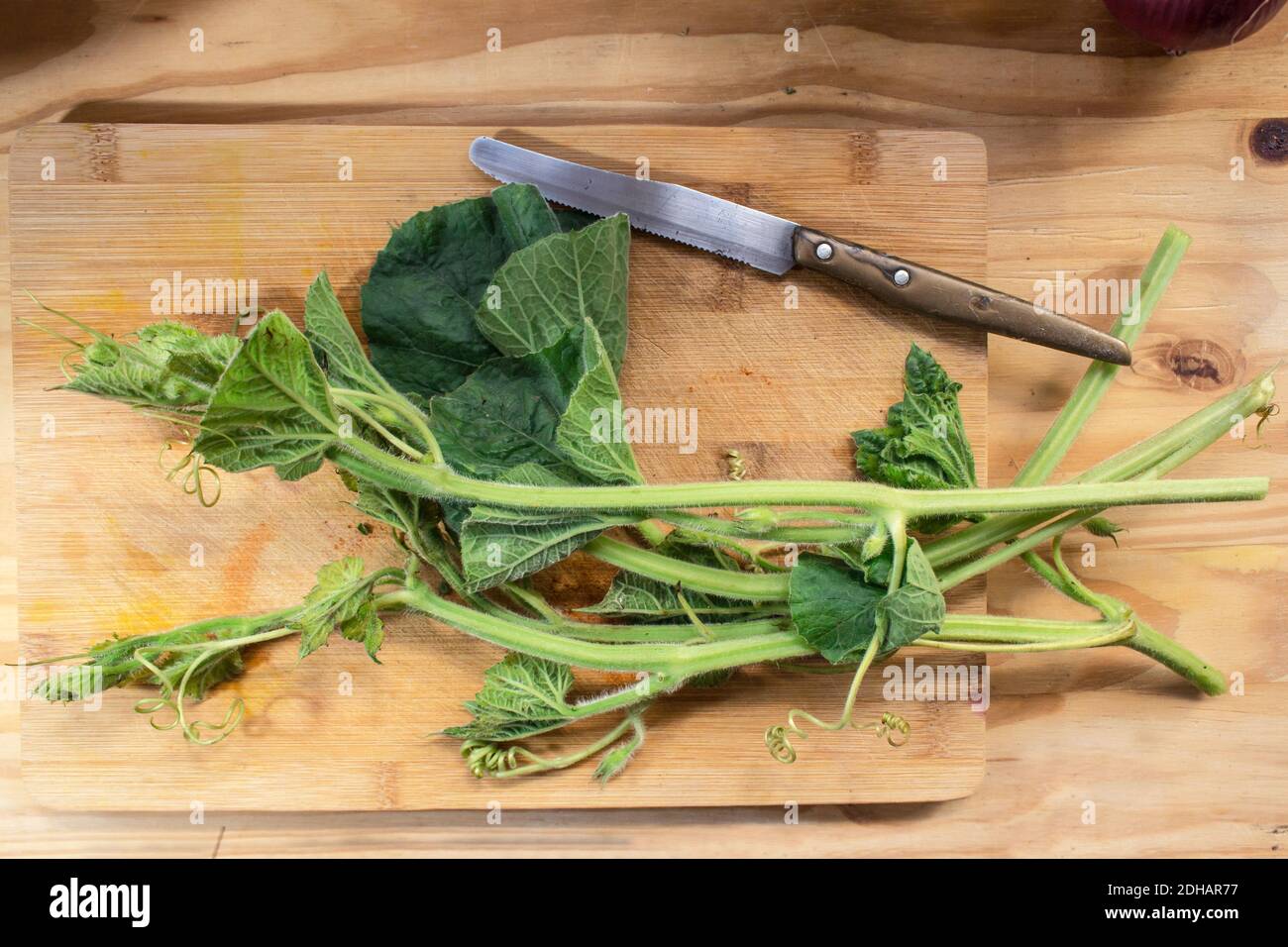 "Tenerumi": Ein typischer Bestandteil der sizilianischen Küche, Spitzen und Blätter der sizilianischen Zucchini-Schlange (Lagenaria longissima) Stockfoto