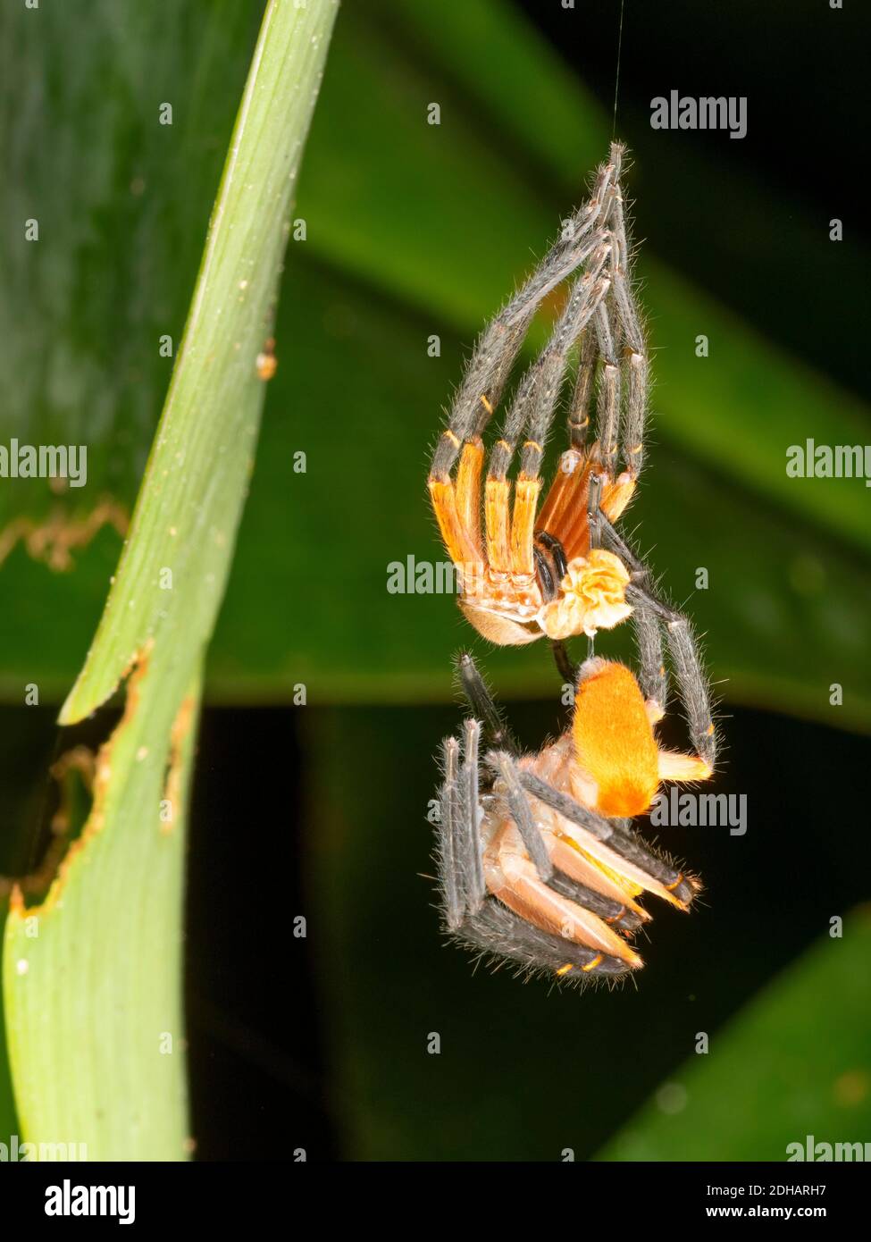 Diese riesige Krabbenspinne (Sadala sp., Familie Sparassidae) hängt unter ihrer kürzlich abgegossenen Haut. Yasuni-Nationalpark, Ecuador, August 2018. Stockfoto