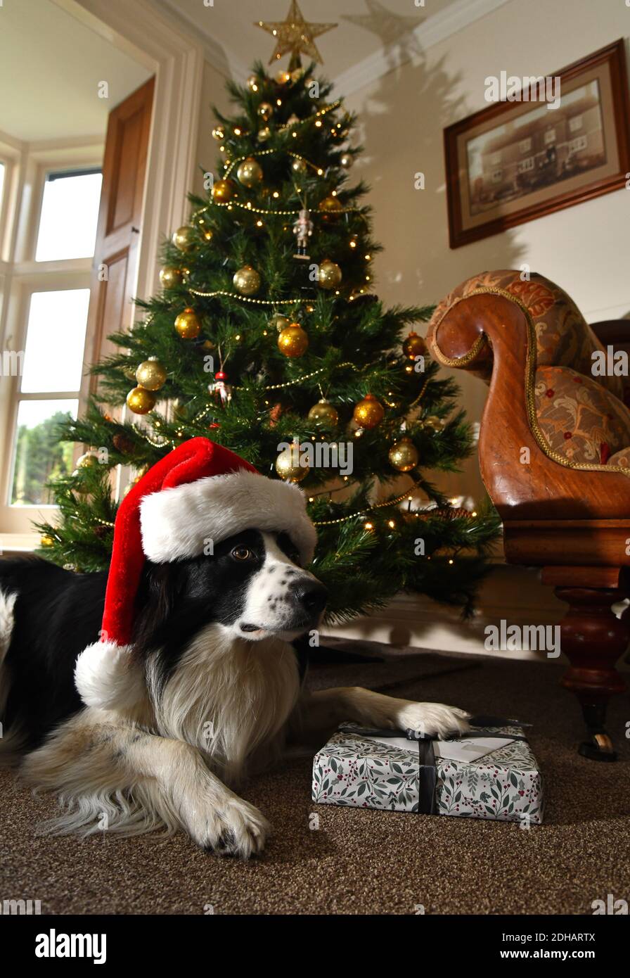 Border Collie Hund bewacht die Weihnachtsgeschenke Stockfoto