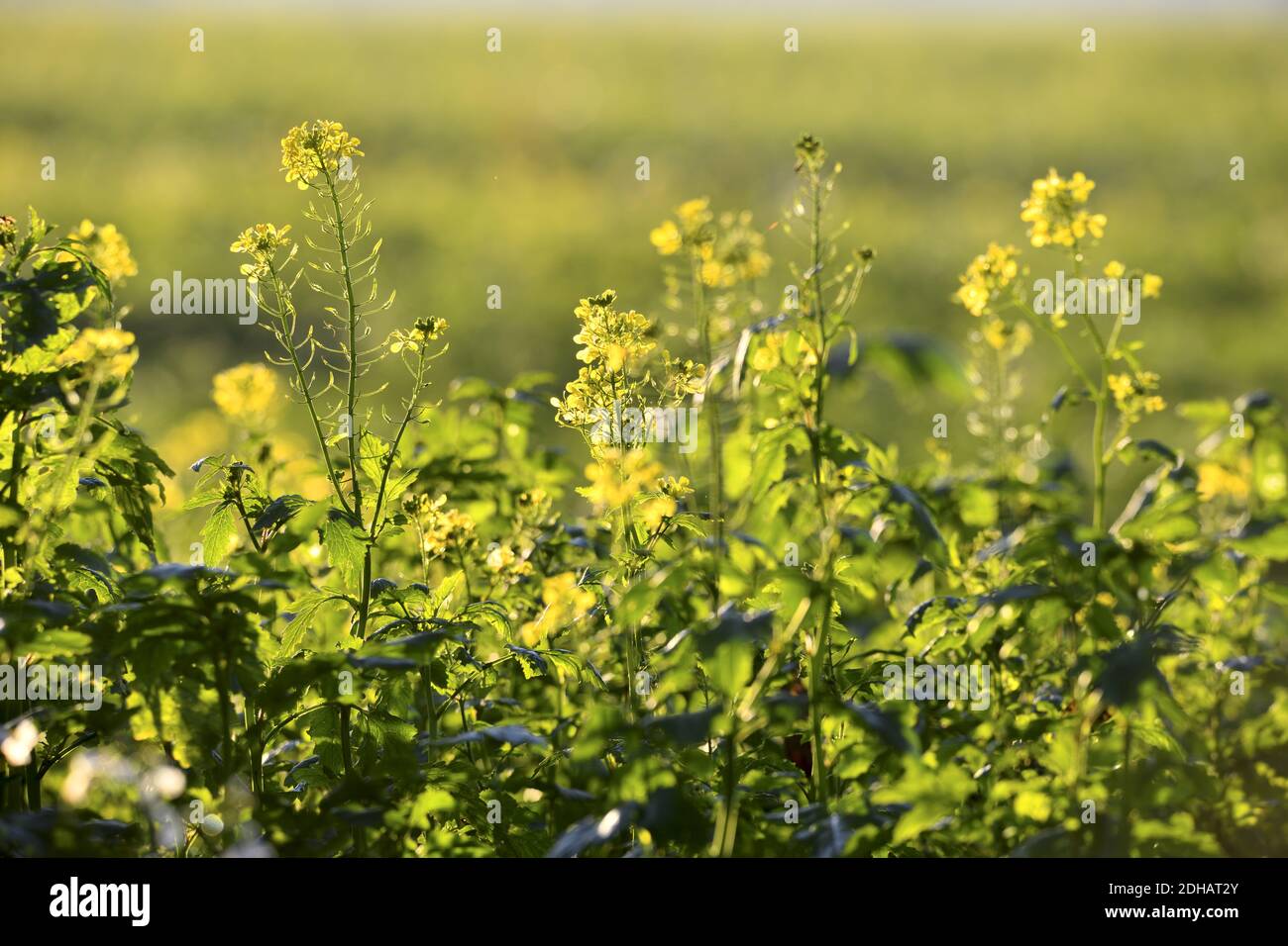 Feld mit Senfpflanzen, Sinapis arvensis, zur Gründüngung in Kirchwerder, Hamburg, Deutschland, Europa Stockfoto