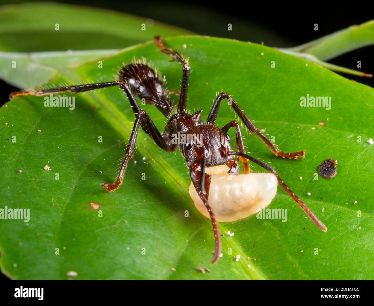 Bullet Ant (Paraponera clavata). Trägt eine Larve. Diese große Ameise gilt als einer der schmerzhaftesten Stiche. Yasuni-Nationalpark, Ecuador, No Stockfoto