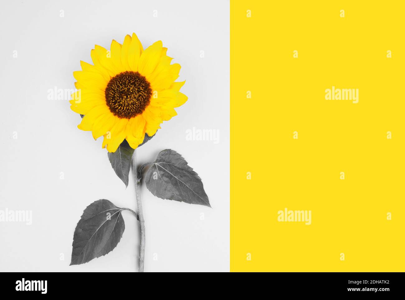 Farben des Jahres 2021. Grau und Gelb. Sonnenblume auf grauem Hintergrund Stockfoto