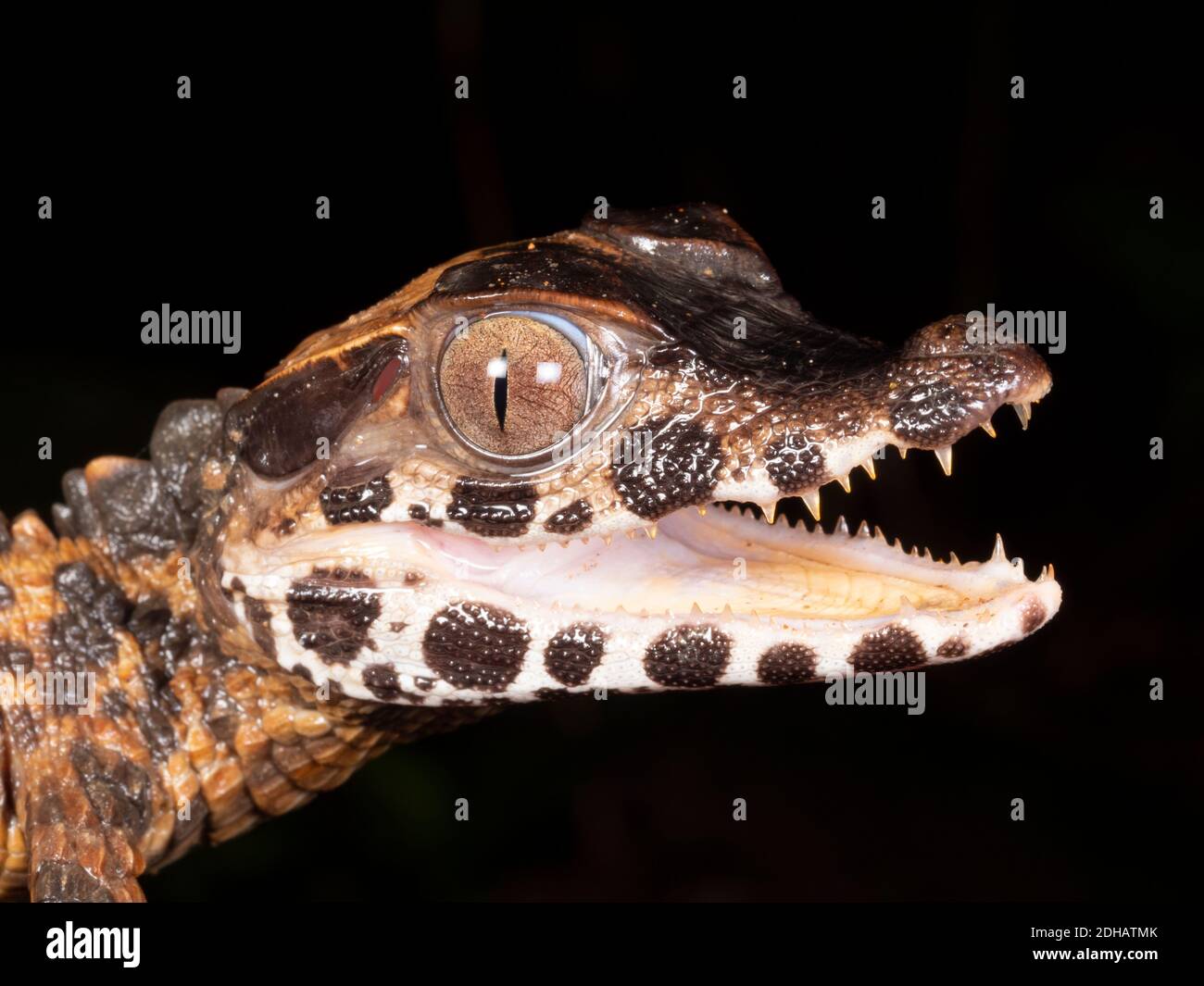 Neu geschlüpfter Zwerg Caiman (Paleosuchus trigonatus). Yasuni-Nationalpark, Ecuador, März 2019. Stockfoto