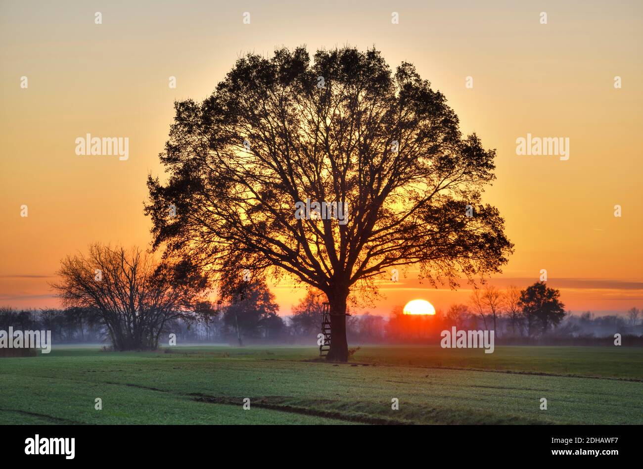 Eiche auf einem Feld bei Sonnenuntergang in Kirchwerder, vier- und Marschlande, Hamburg, Deutschland, Europa Stockfoto