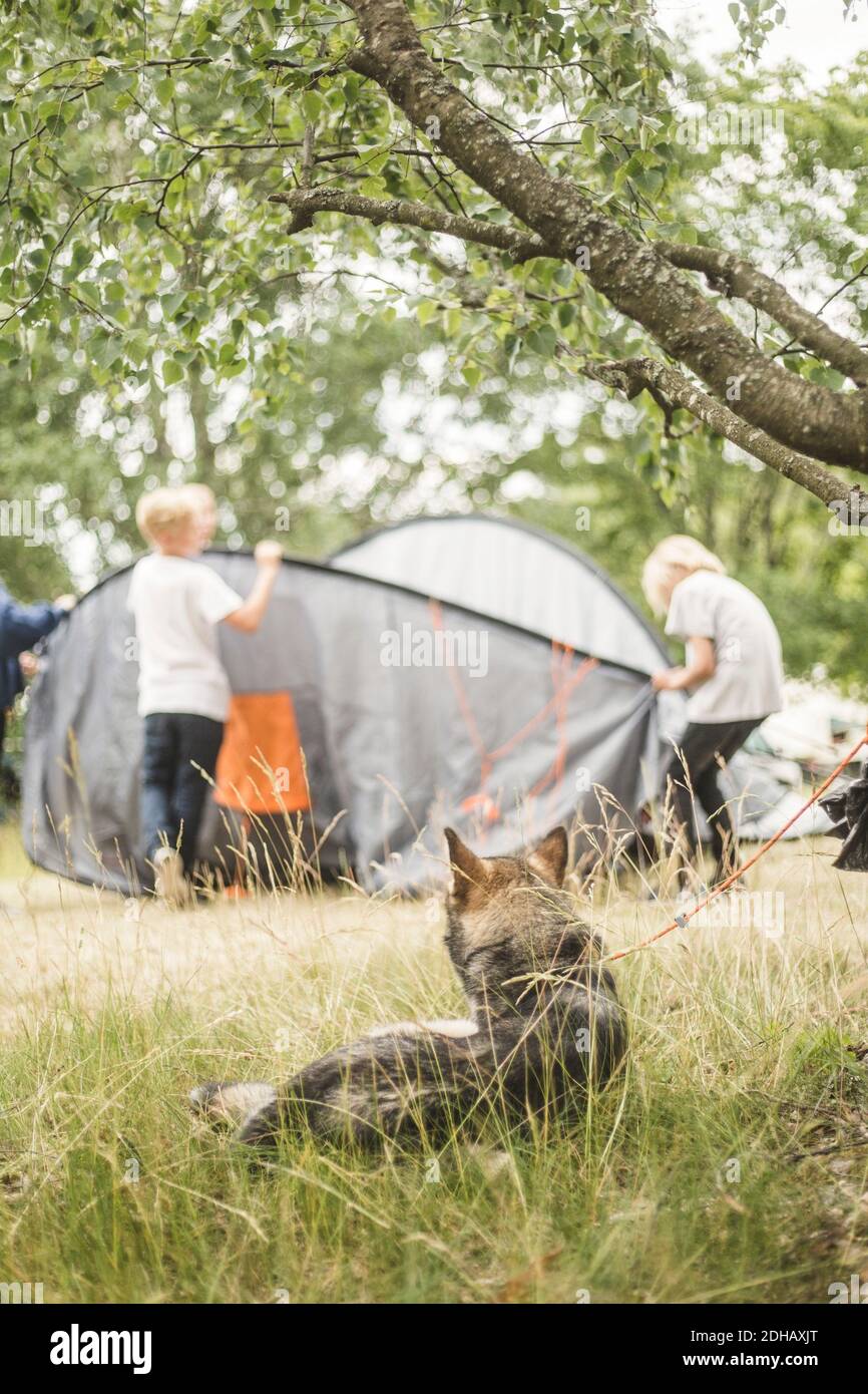 Hund, der Kinder anschaut, während er auf Gras auf dem Campingplatz ruht Stockfoto