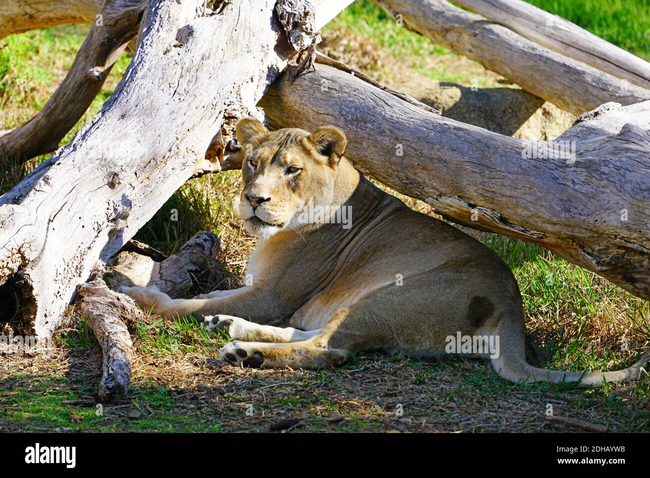 SAN DIEGO, CA – 4. JANUAR 2020 – Blick auf eine Löwin in Gefangenschaft im San Diego Zoo Safari Park. Stockfoto SAN DIEGO, CA – 4. JANUAR 2020 – Blick auf eine Löwin in Gefangenschaft im San Diego Zoo Safari Park. Stockfoto