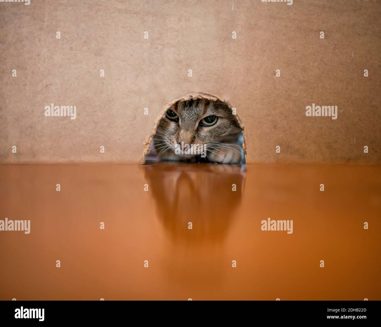 Porträt einer niedlichen Jäger tabby Katze guckt durch ein Loch in der Wand auf der Suche nach Maus Beute Stockfoto