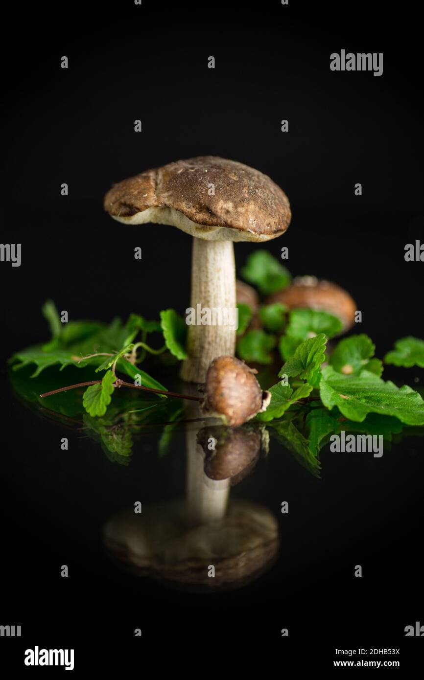 Nicht kultivierte Bio Waldpilze isoliert auf schwarzem Hintergrund Stockfoto