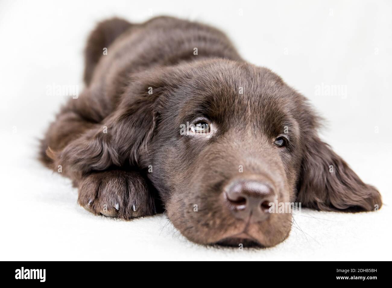 Braun flach beschichtete Retriever Welpen. Hundeaugen. Retriever auf weißem Hintergrund. Jagdhund Welpe. Stockfoto