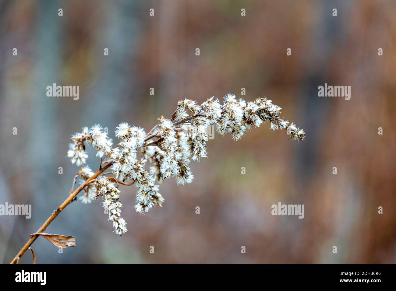 Die flauschigen Blüten des Buschzweiges heben sich ab Der Hintergrund verschwommener Bäume Stockfoto