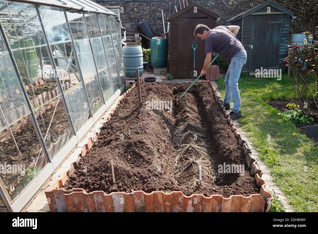 Spargel Pflanzen. Eine Serie von Bildern, die die Etappen der Erstellung eines Spargelbettes auf einer Schrebergteilung in Bristol illustrieren. VEREINIGTES KÖNIGREICH. Stufe 5. Stockfoto