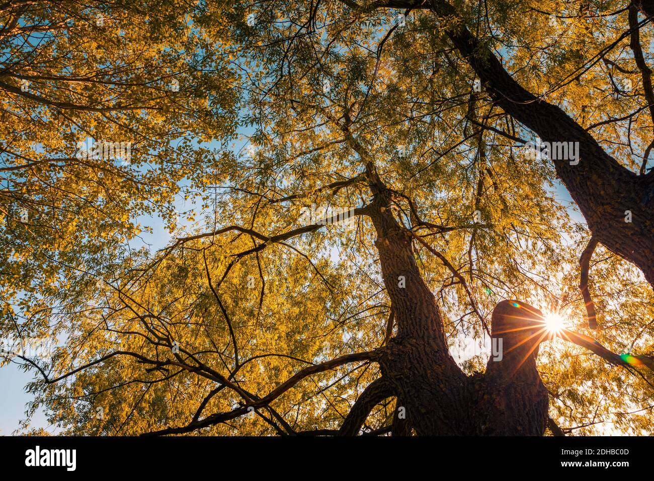 Waldbäume, Blätter schöne Sonnenstrahlen. Ruhige, entspannende Naturlandschaft, Blick auf weichen Farbhimmel und Sonnenstrahlen. Friedliche Umgebung, Silhouette Stockfoto