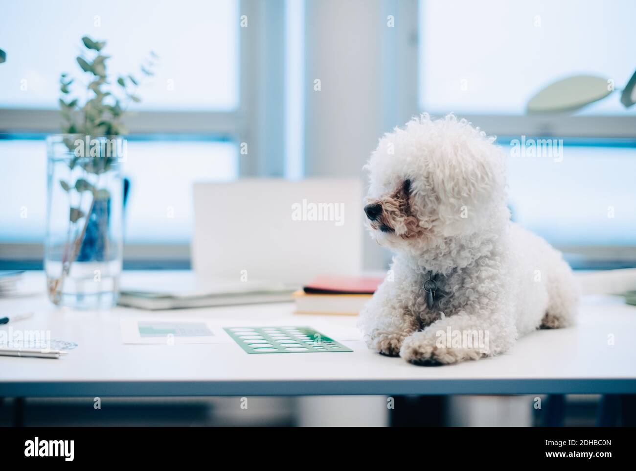 Hund sitzt auf dem Schreibtisch im Kreativbüro Stockfoto