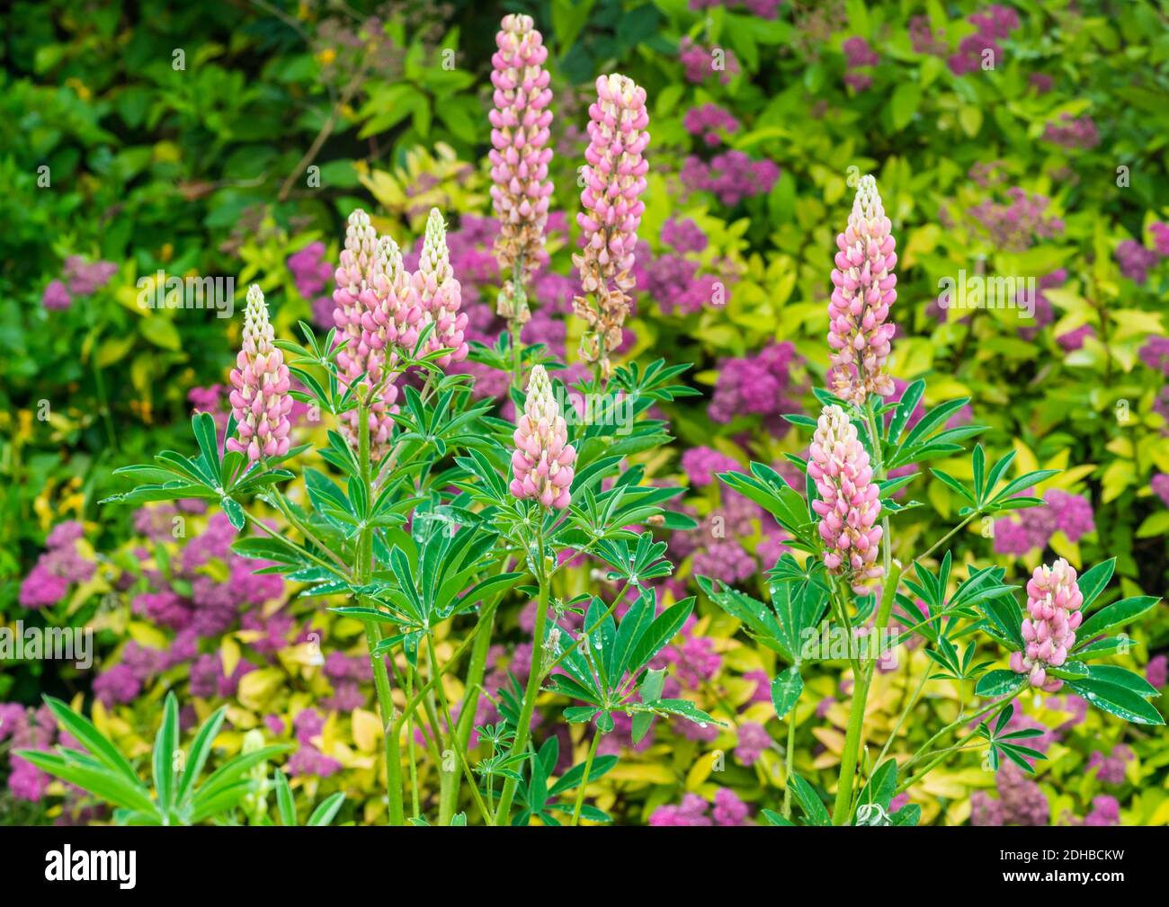 Ein Schuss rosa Lupine blüht. Stockfoto