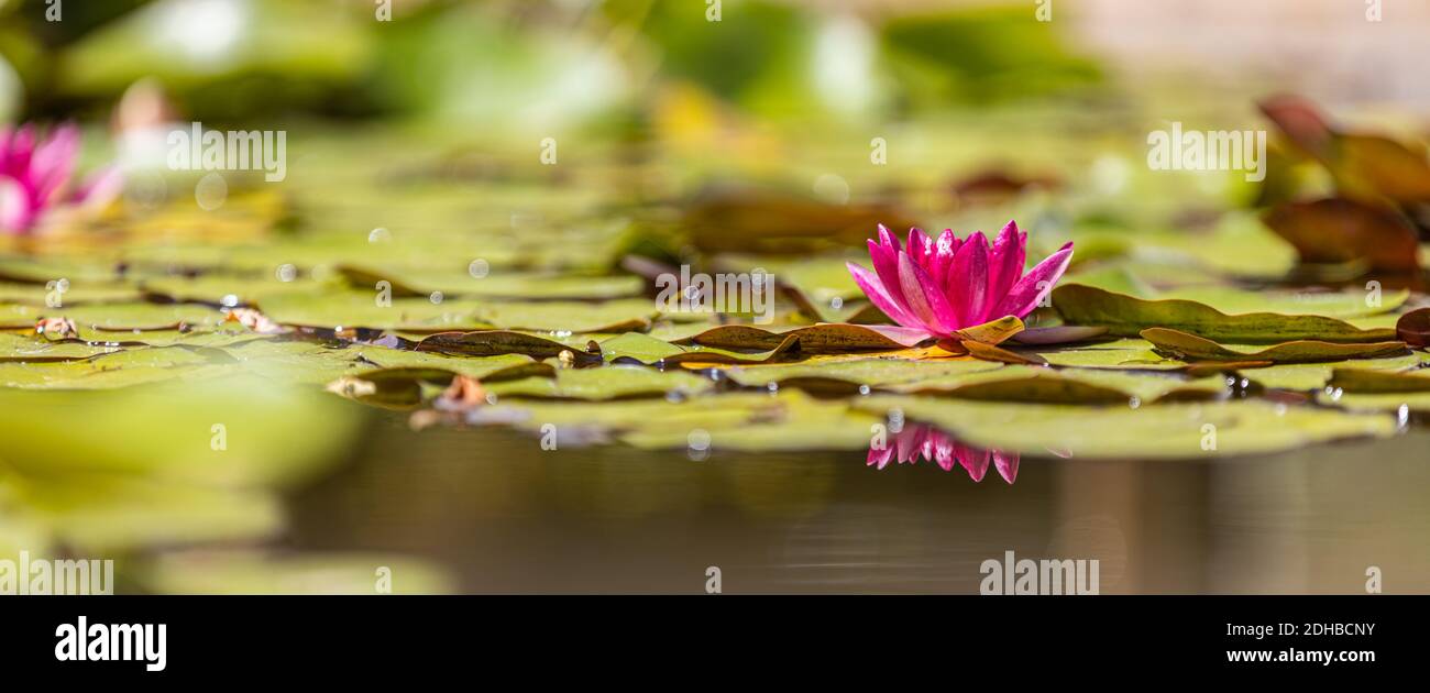 Blossom Pink Lotus, water plant with reflection. Spa zen concept, peaceful nature closeup, floral garden pond Stockfoto