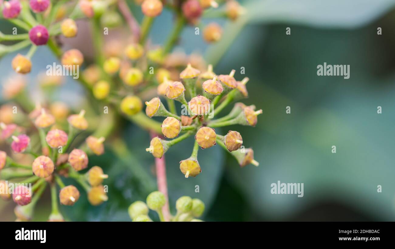 Eine Makroaufnahme von einigen gewöhnlichen Efeu-Blüten bilden. Stockfoto