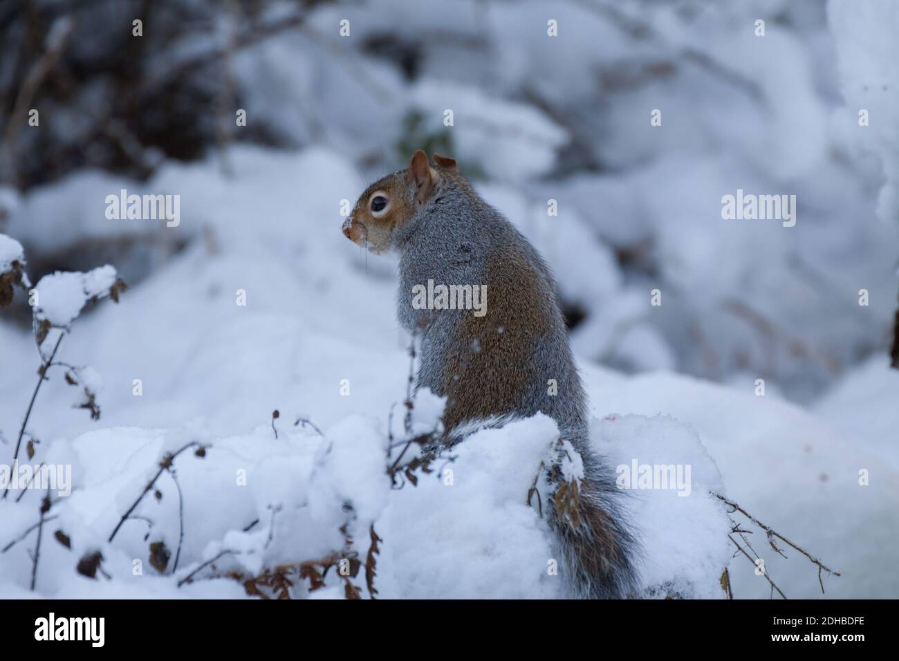 Graues Eichhörnchen. Sciurus carolinensis. Porträt eines alleinstehenden Erwachsenen im Schnee. West Midlands. VEREINIGTES KÖNIGREICH Stockfoto