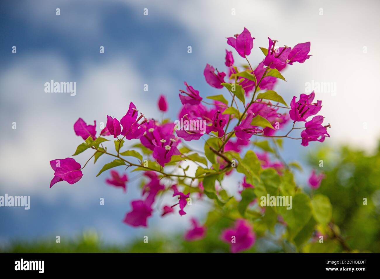 Blühende Bougainvillea Bouquet auf Baum. Magentafarbene Blüten im tropischen Garten. Bougainvillea Blumen als Hintergrund. Exotischer Blumenhintergrund. Stockfoto