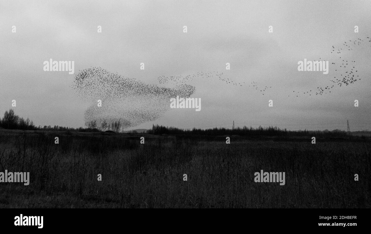 10. Dezember 2020: UK Wildlife - Murmuration of Stare (Sturnus vulgaris) Erstellen Sie ein fliegendes Herz im RSPB Naturschutzgebiet, Fairburn ings, West Yorkshire, England, UK Stockfoto