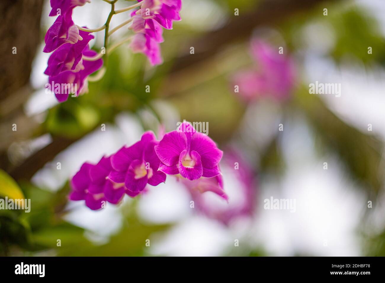 Orchideenblüte im Garten am Winter oder Sommertag für Weihnachten und glückliches neues Jahr 2021 Postkartendesign. Phalaenopsis Orchidee. Tropischer Blumenhintergrund Stockfoto