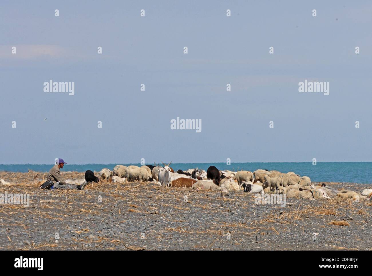 Hirte mit Herde ruht am See Alakol, Kasachstan Juni Stockfoto