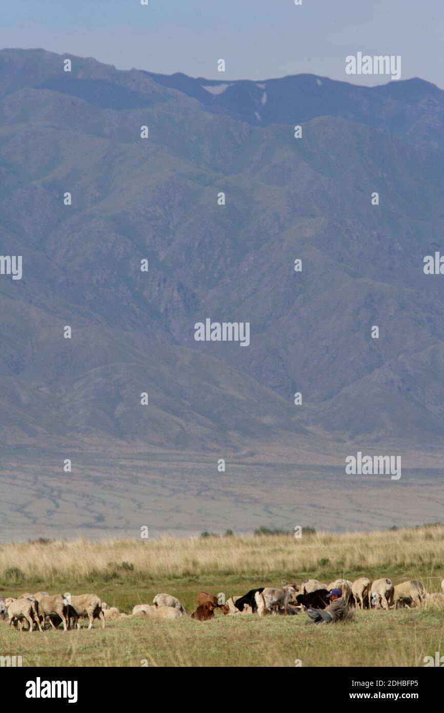 Hirte mit Herde weiden im Schatten der Tien Shan Berge Lake Alakol, Kasachstan Juni Stockfoto