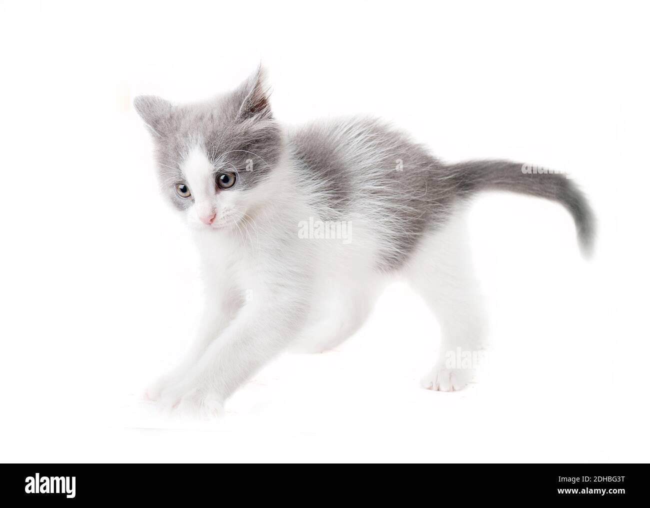 Kätzchen isoliert Stockfoto