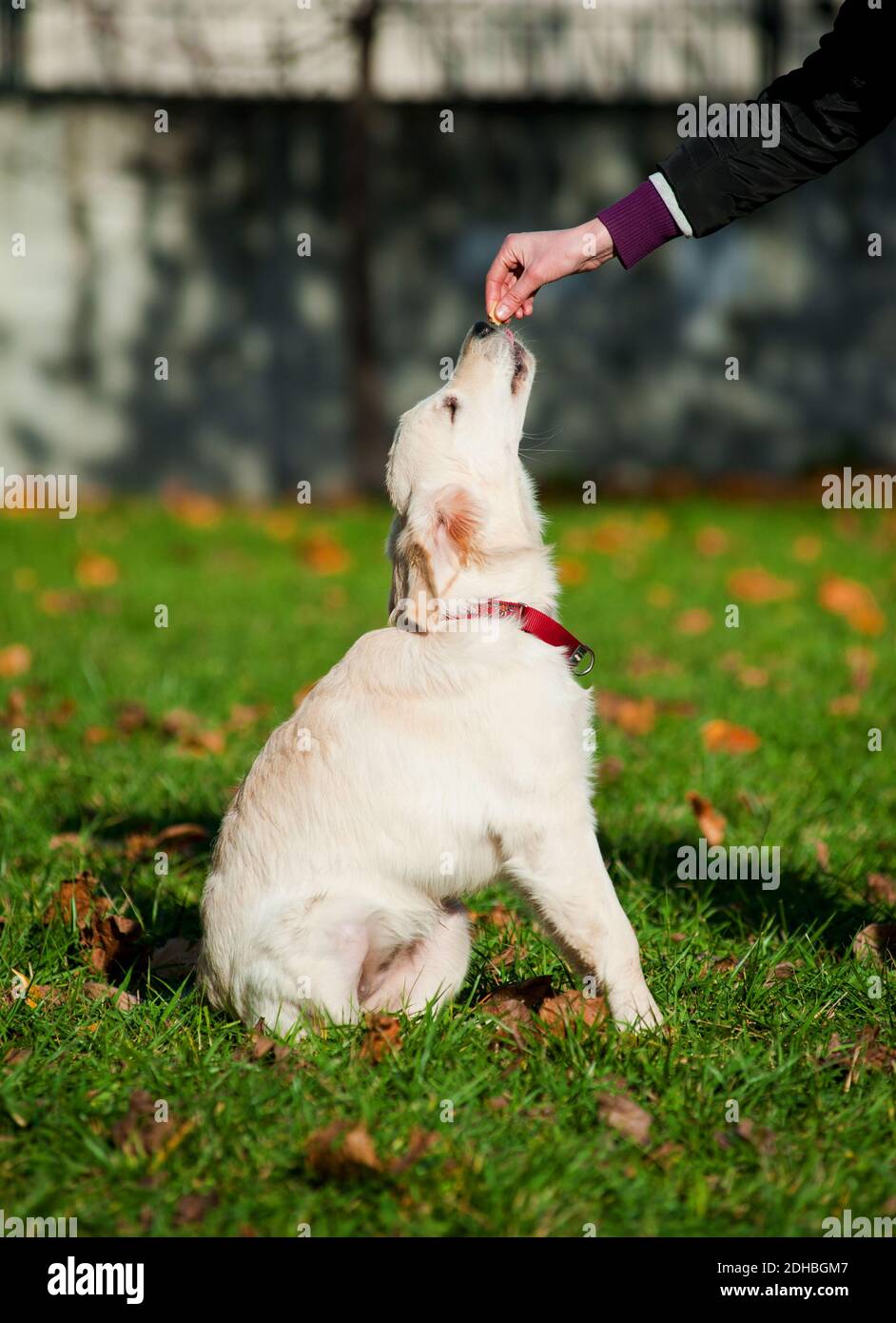 Golden Retriever Welpe Stockfoto