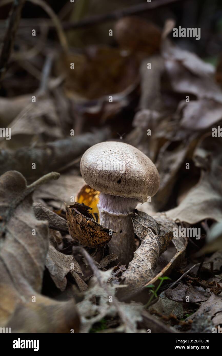Eine vertikale selektive Nahaufnahme eines kleinen Pilzes auf dem Waldboden. Stockfoto