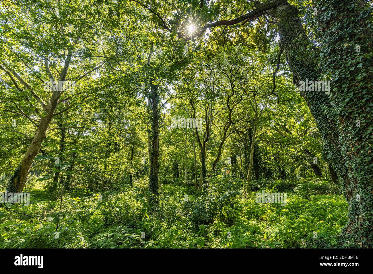 Sonnenstrahlen durch dicke Bäume Äste in dichten grünen Wald. Grüne Naturlandschaft, Waldbäume mit ruhiger entspannender Natur Stockfoto