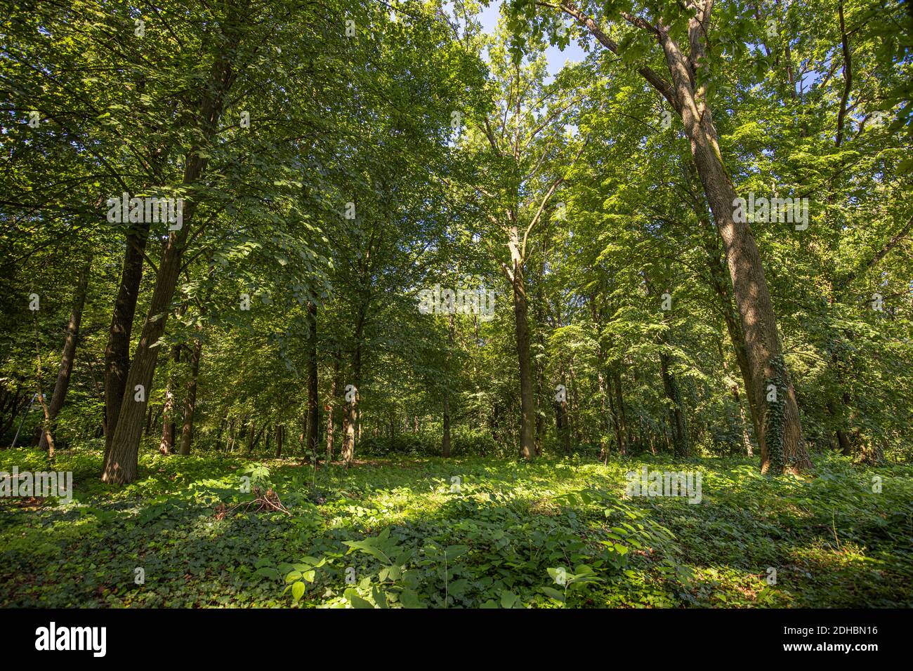 Sonnenstrahlen durch dicke Bäume Äste in dichten grünen Wald. Grüne Naturlandschaft, Waldbäume mit ruhiger entspannender Natur Stockfoto