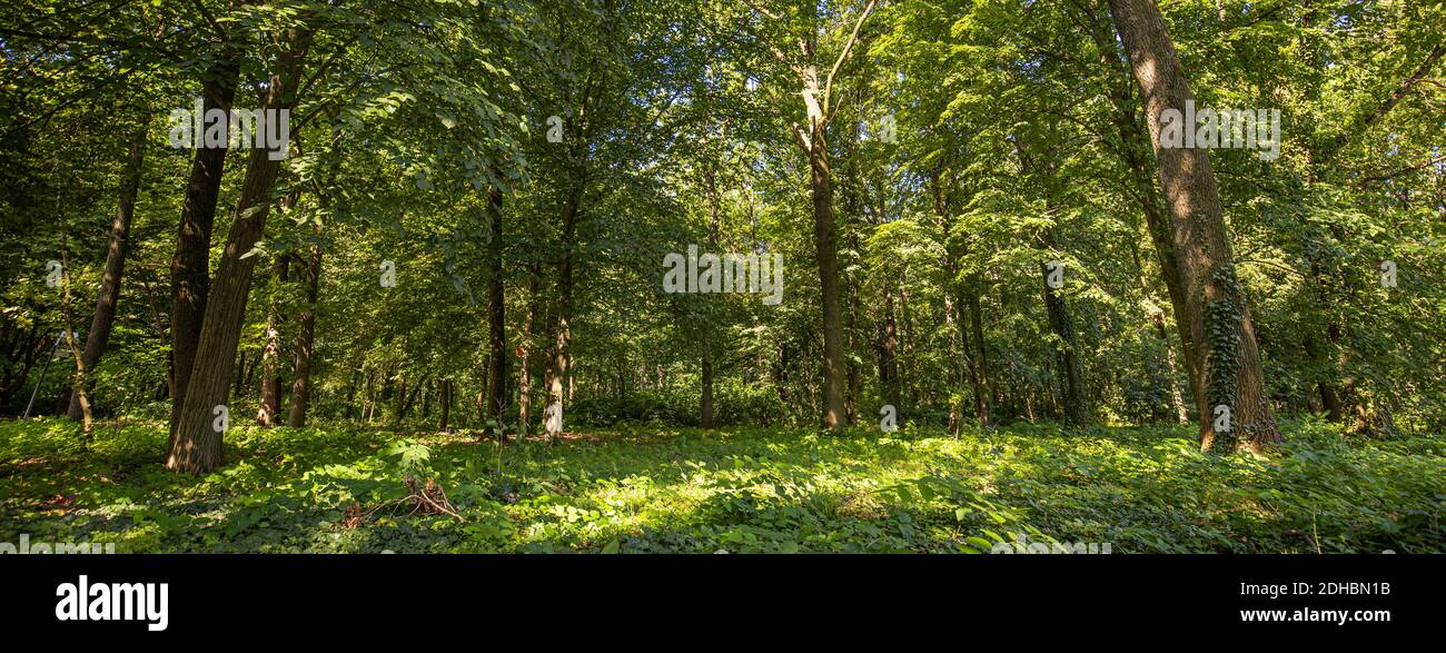 Sonnenstrahlen durch dicke Bäume Äste in dichten grünen Wald. Grüne Naturlandschaft, Waldbäume mit ruhiger entspannender Natur Stockfoto