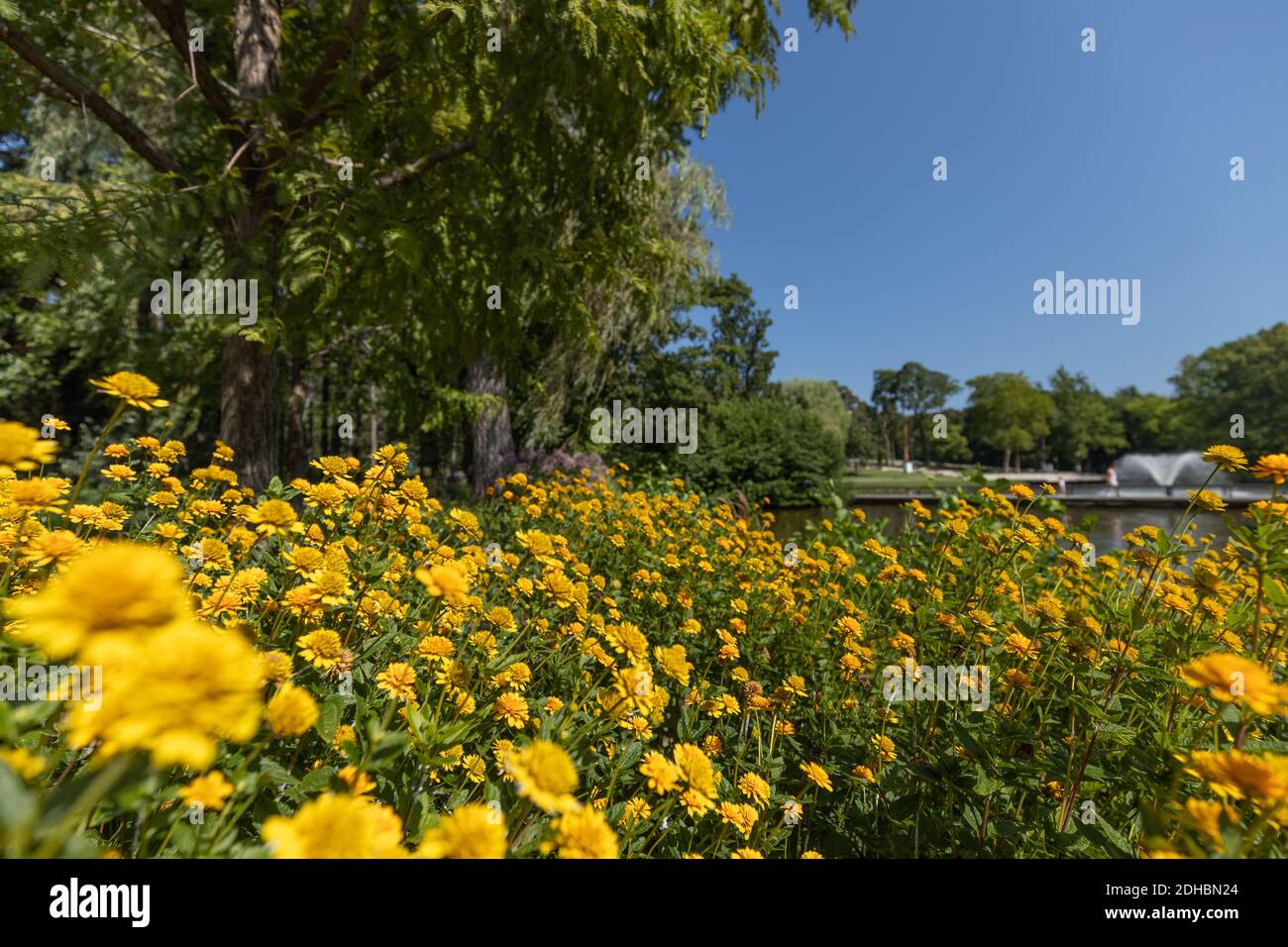 Sommerparklandschaft, Blumenbäume mit Springbrunnen. Schöne Frühlingsblumen in der Nähe des Teiches Stockfoto