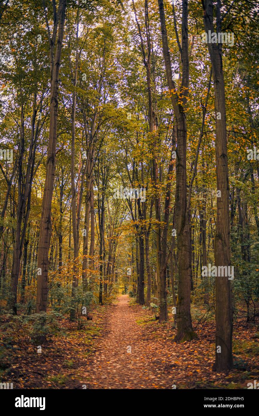 Erstaunliches Panorama eines wunderschönen Waldes im Herbst, eine malerische Landschaft mit angenehmen warmen Sonnenschein, weiches Morgenlicht. Erholsame friedliche Natur Wald Stockfoto