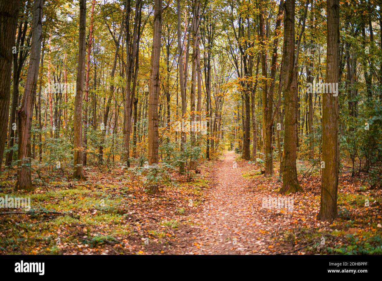 Erstaunliches Panorama eines wunderschönen Waldes im Herbst, eine malerische Landschaft mit angenehmen warmen Sonnenschein, weiches Morgenlicht. Erholsame friedliche Natur Wald Stockfoto
