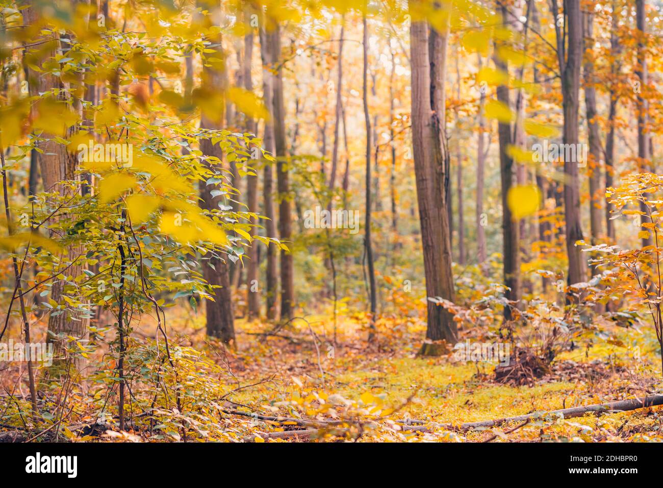 Erstaunliches Panorama eines wunderschönen Waldes im Herbst, eine malerische Landschaft mit angenehmen warmen Sonnenschein, weiches Morgenlicht. Erholsame friedliche Natur Wald Stockfoto
