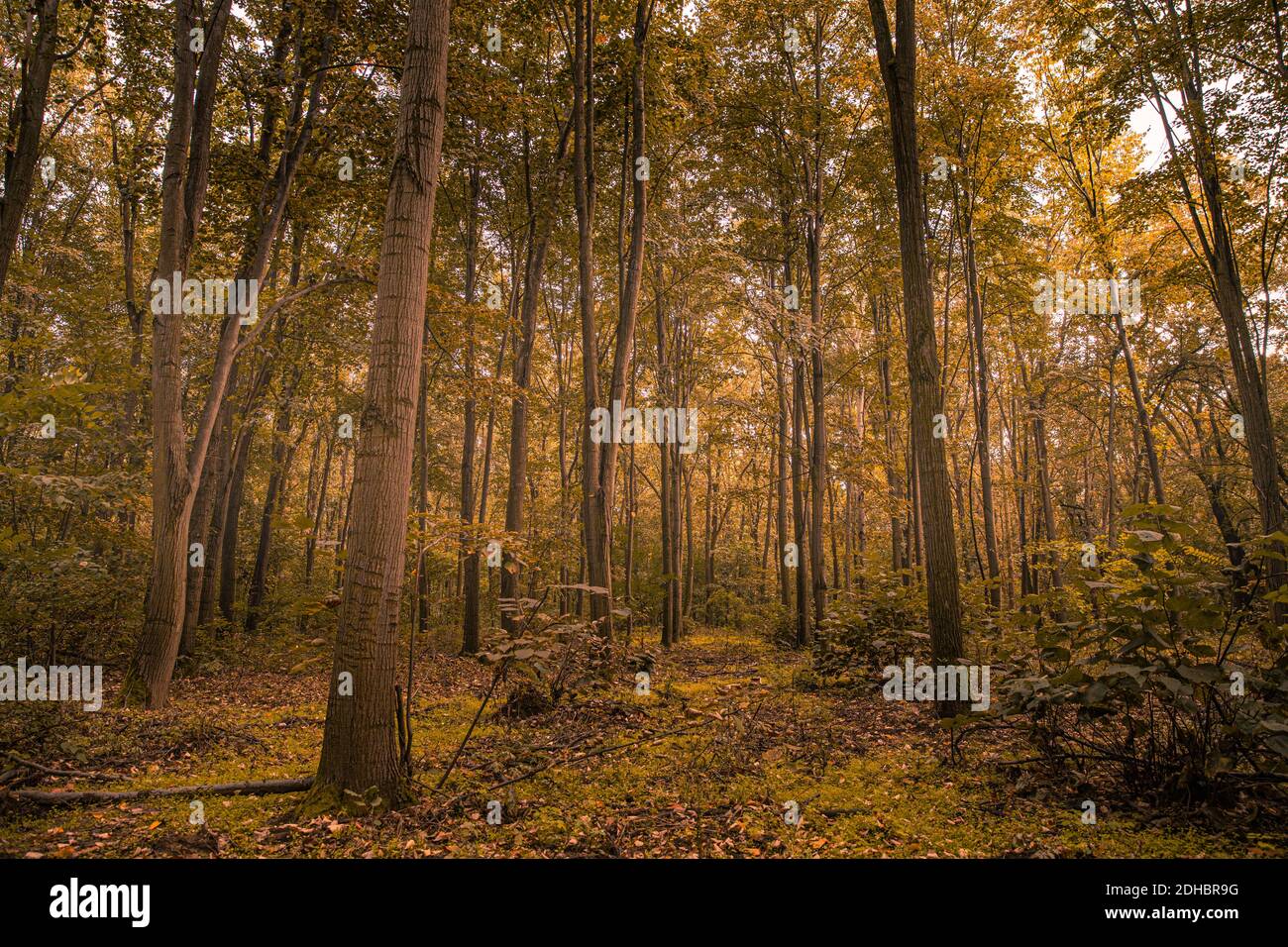 Erstaunliches Panorama eines wunderschönen Waldes im Herbst, eine malerische Landschaft mit angenehmen warmen Sonnenschein, weiches Morgenlicht. Erholsame friedliche Natur Wald Stockfoto