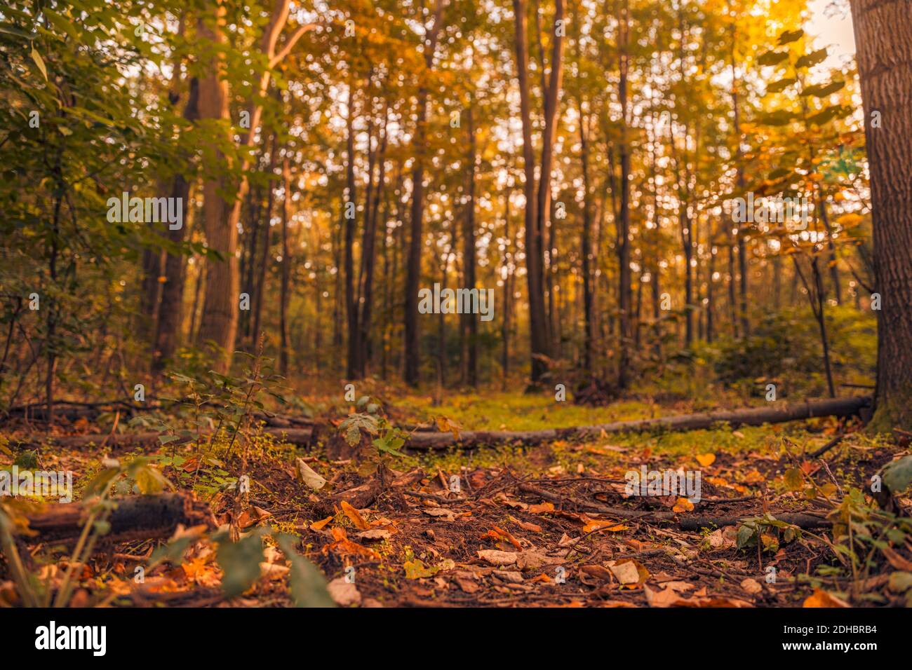 Erstaunliches Panorama eines wunderschönen Waldes im Herbst, eine malerische Landschaft mit angenehmen warmen Sonnenschein, weiches Morgenlicht. Erholsame friedliche Natur Wald Stockfoto