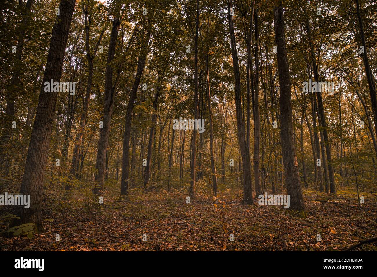 Erstaunliches Panorama eines wunderschönen Waldes im Herbst, eine malerische Landschaft mit angenehmen warmen Sonnenschein, weiches Morgenlicht. Erholsame friedliche Natur Wald Stockfoto