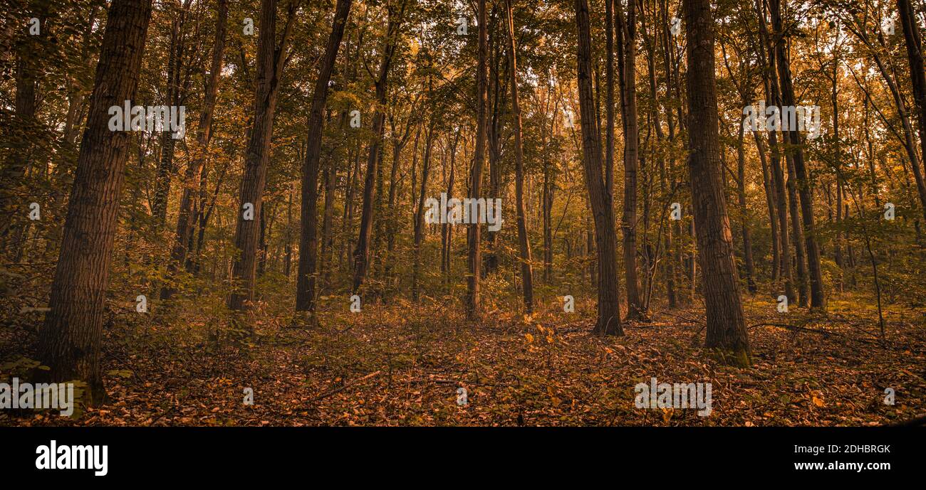 Erstaunliches Panorama eines wunderschönen Waldes im Herbst, eine malerische Landschaft mit angenehmen warmen Sonnenschein, weiches Morgenlicht. Erholsame friedliche Natur Wald Stockfoto