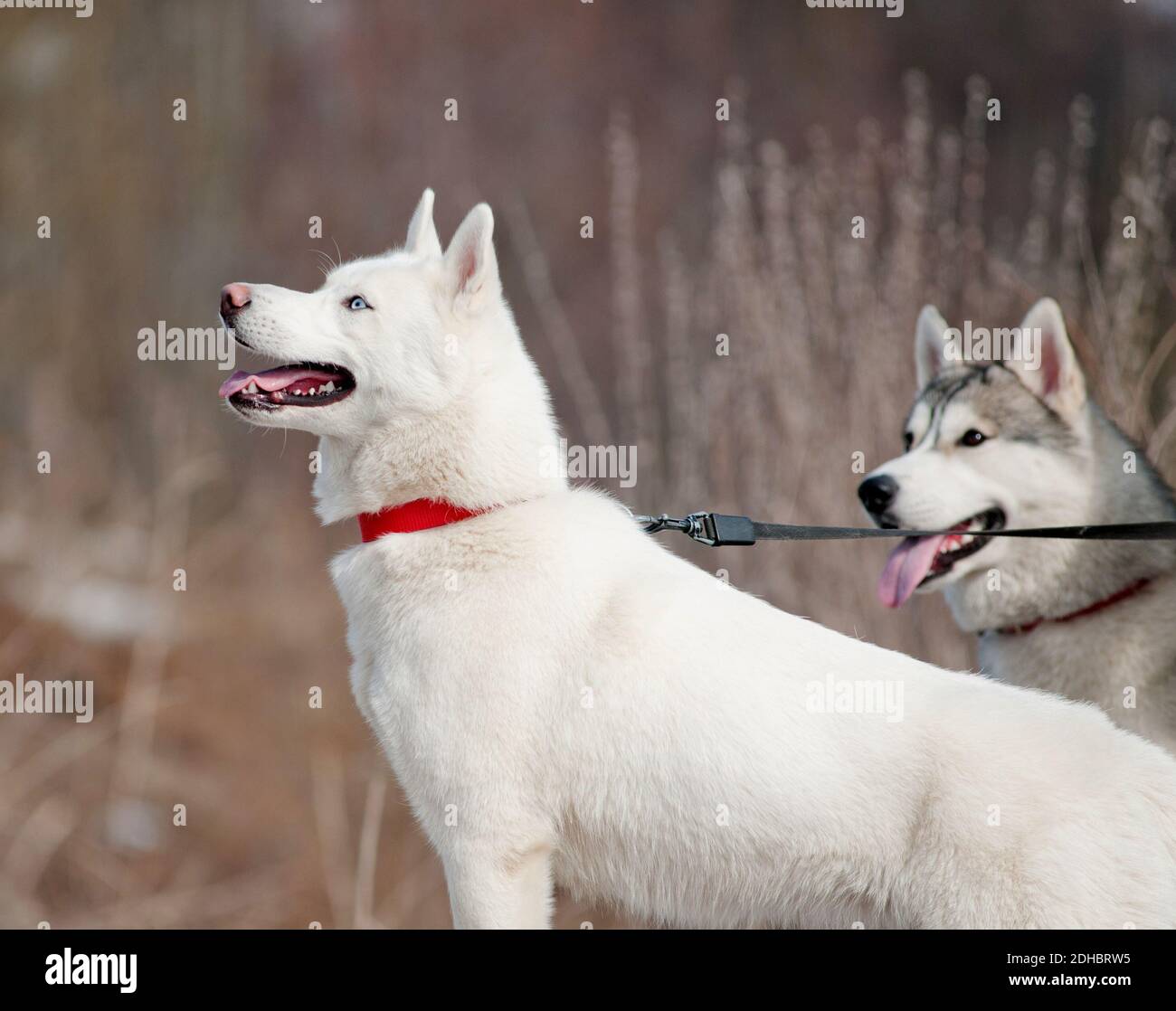 sibirische Huskies Stockfoto
