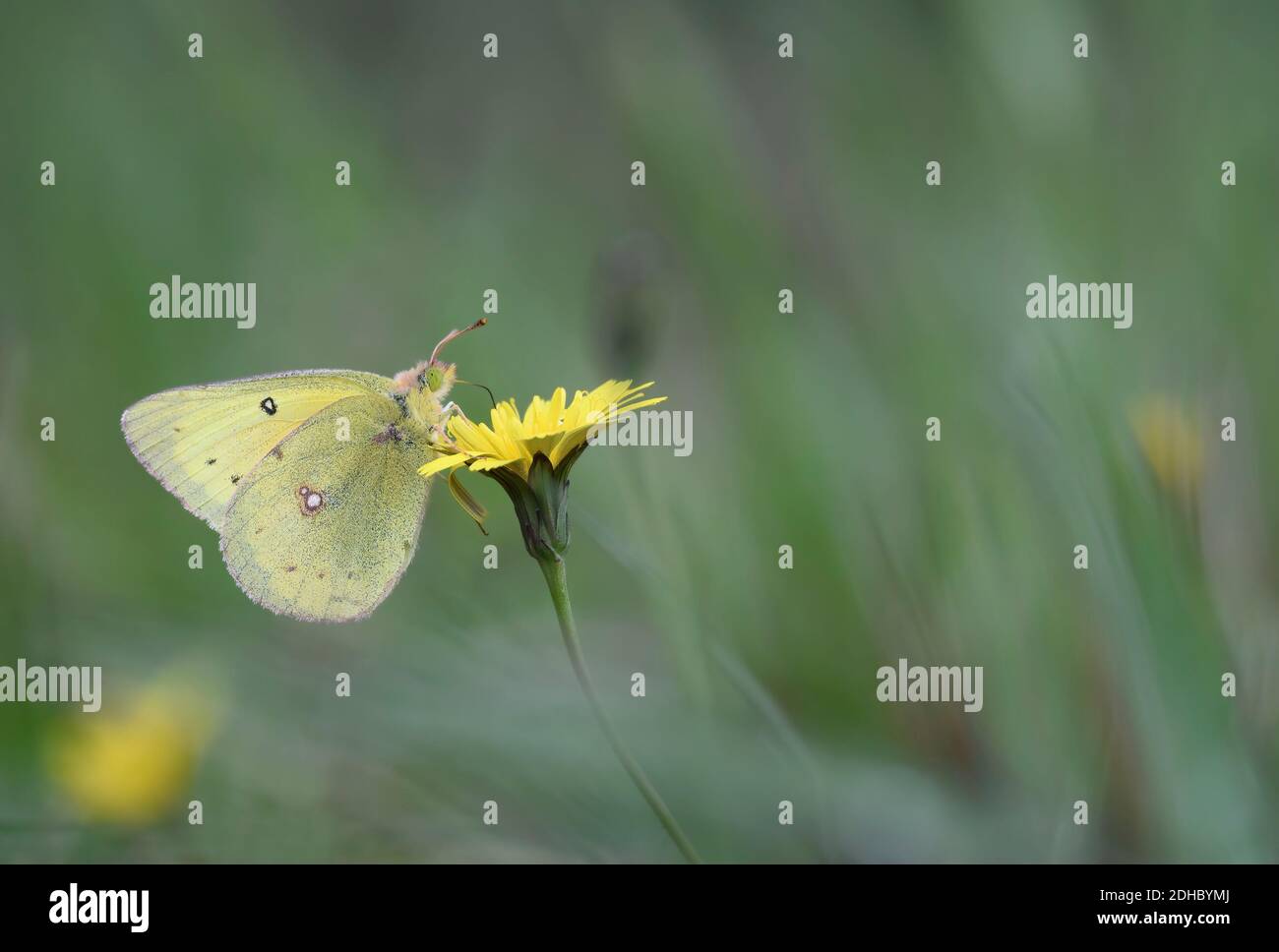 Rosa umrandete Schwefelschmetterling auf gelber Blume mit weichem Grün Hintergrund Stockfoto