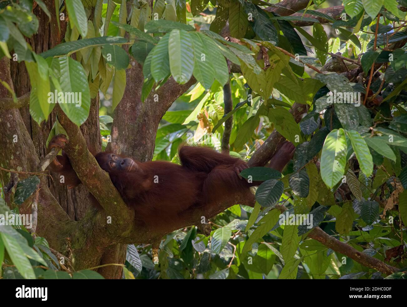 Orang-Utan in einem Baum ruhen entspannt Stockfoto
