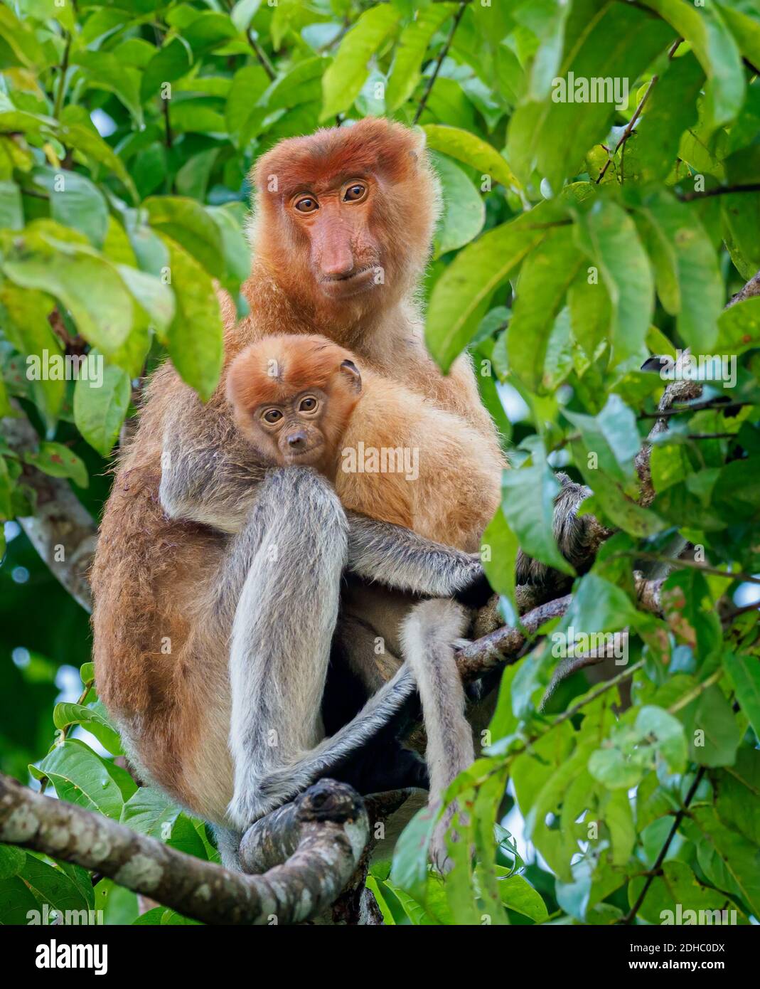 Proboscis Monkey Mutter mit Baby in einem Baum in der Regenwald in Borneo Stockfoto