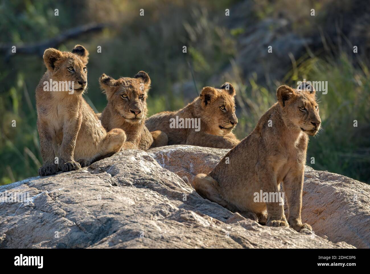 Vier aufrichtige Löwenjungen, die auf einem Felsbrocken saßen und nach rechts schauten Stockfoto