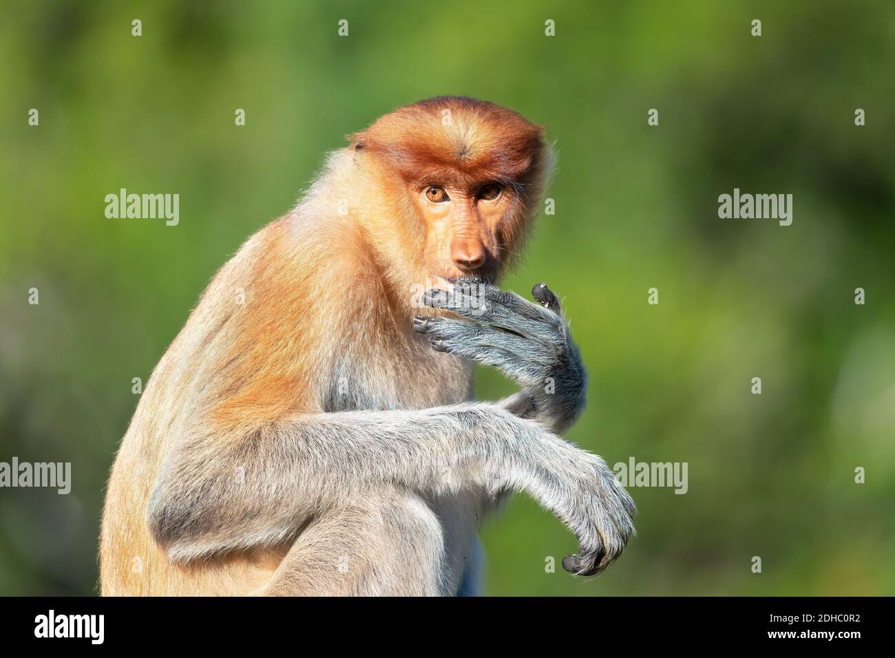 Nahaufnahme von weiblichen Proboscis Affe mit weichen grünen Hintergrund Stockfoto