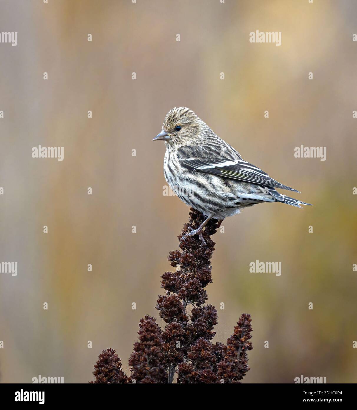 Weibliche Kiefer Siskin auf braunen Pflanze thront Stockfoto