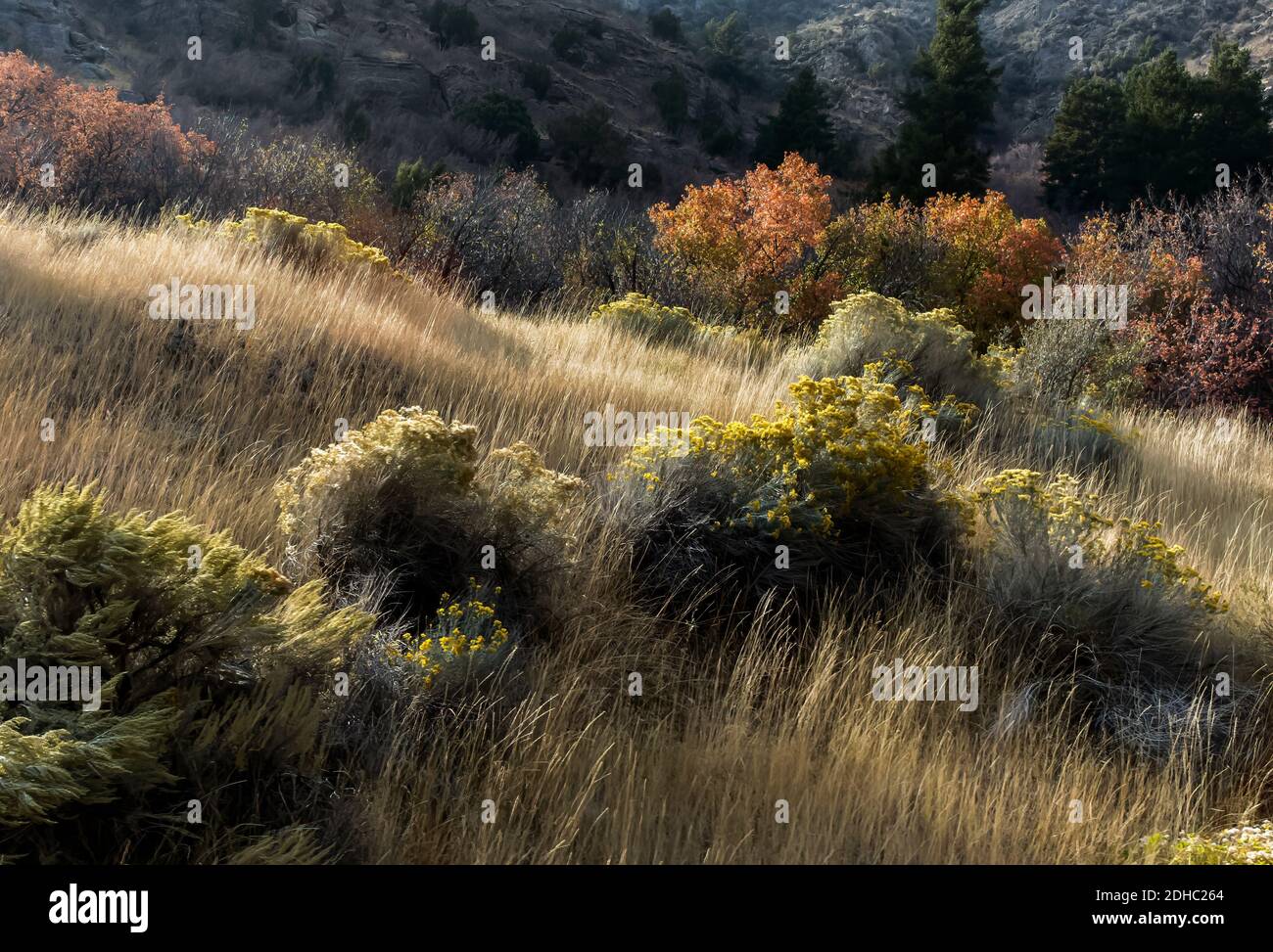 Herbstfarbe in den Bergen von Utah Stockfoto